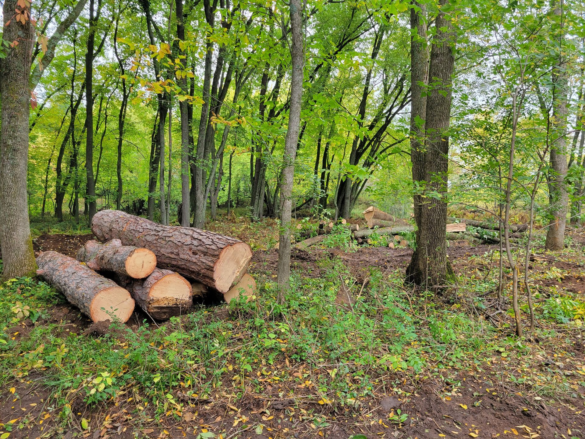 Truck hauling logs after tree removal