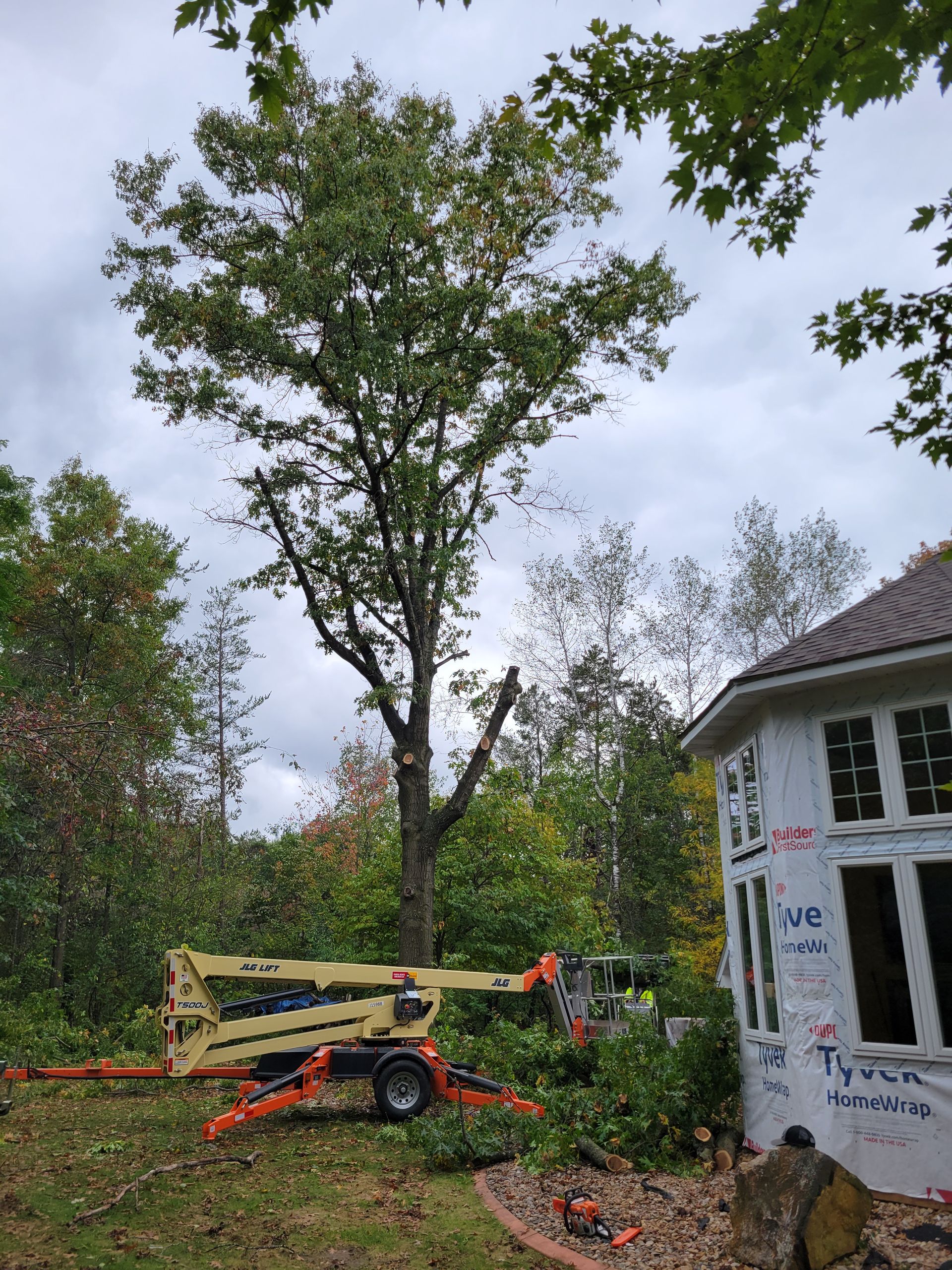 Tree trimming project in Wausau WI