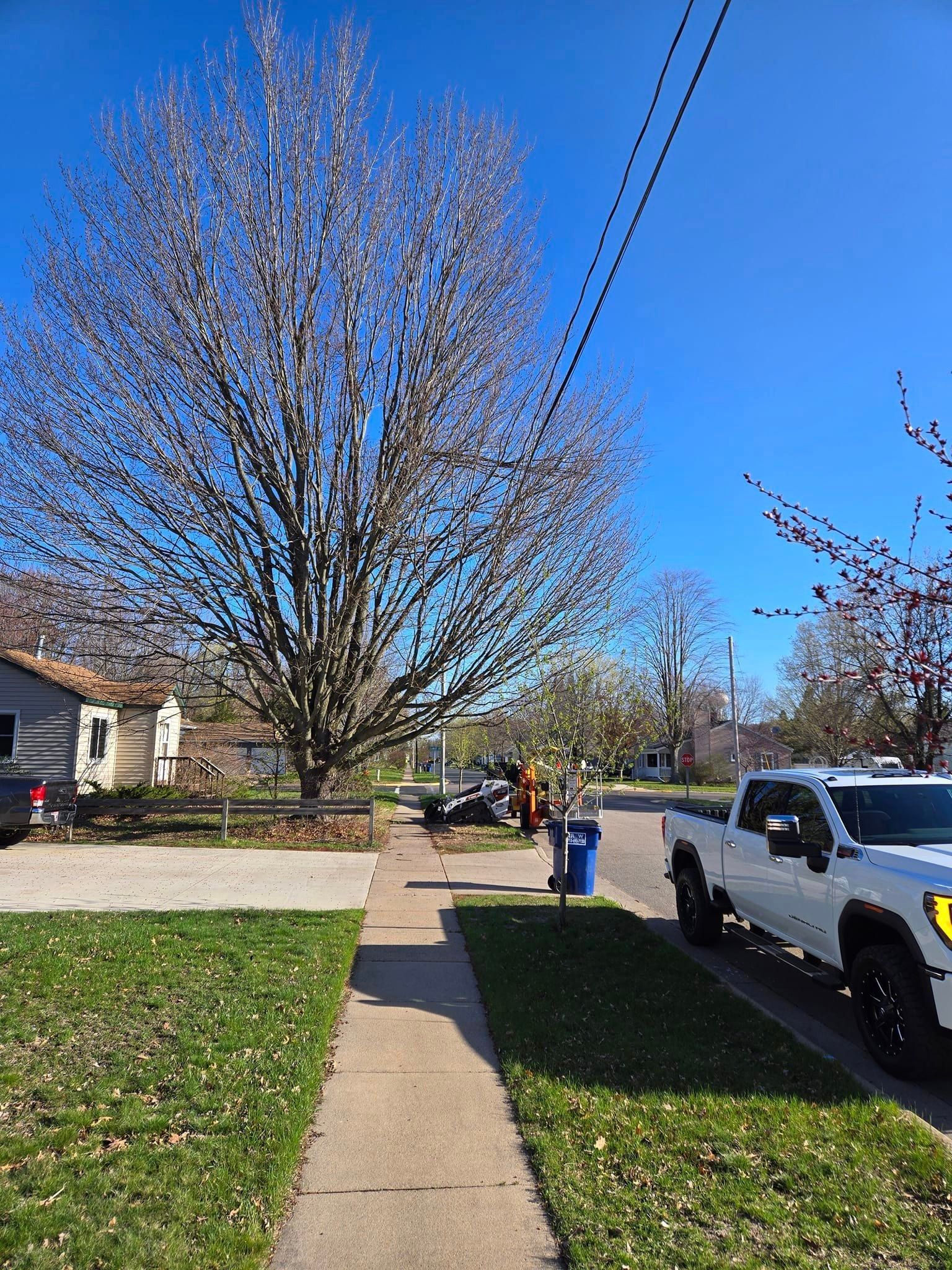 Tree trimming project in Wausau WI