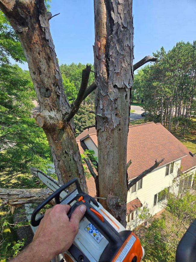 Hazardous tree removal in Weston WI showing decayed trunk sections near a home