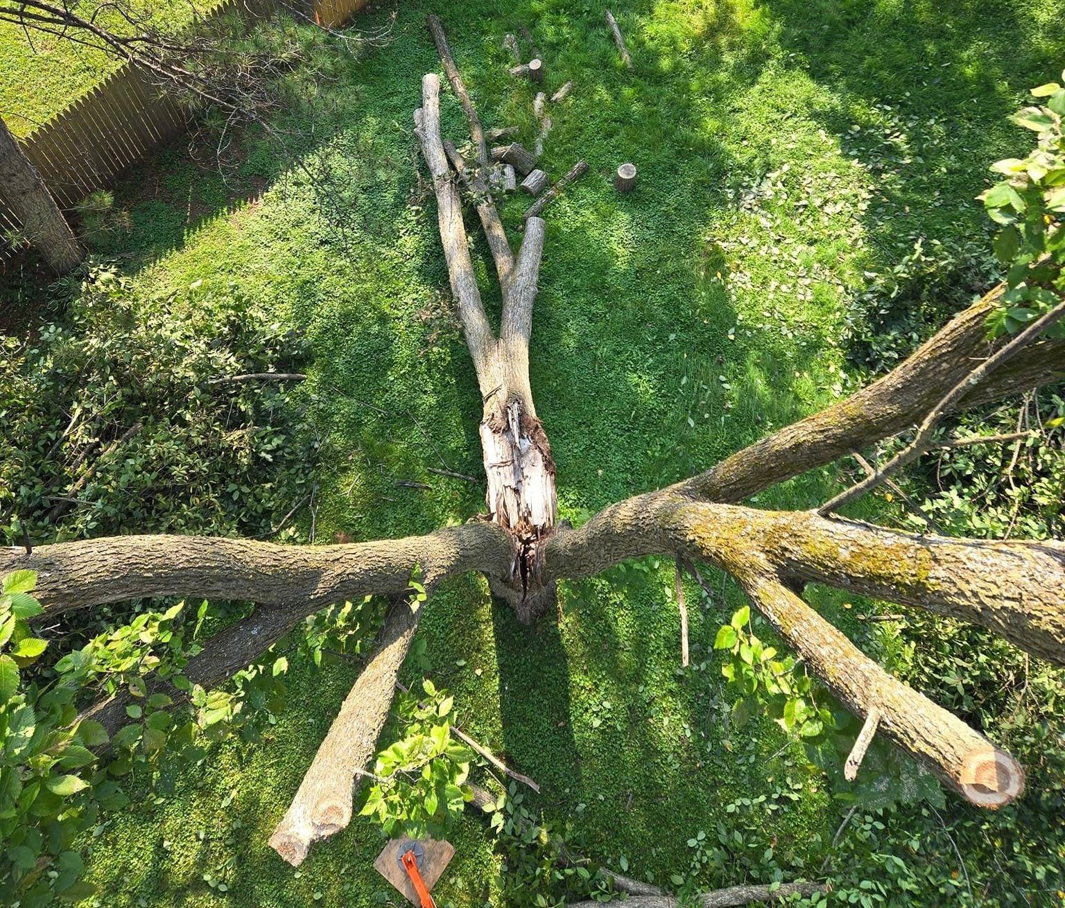 Tree removal project in Wausau WI