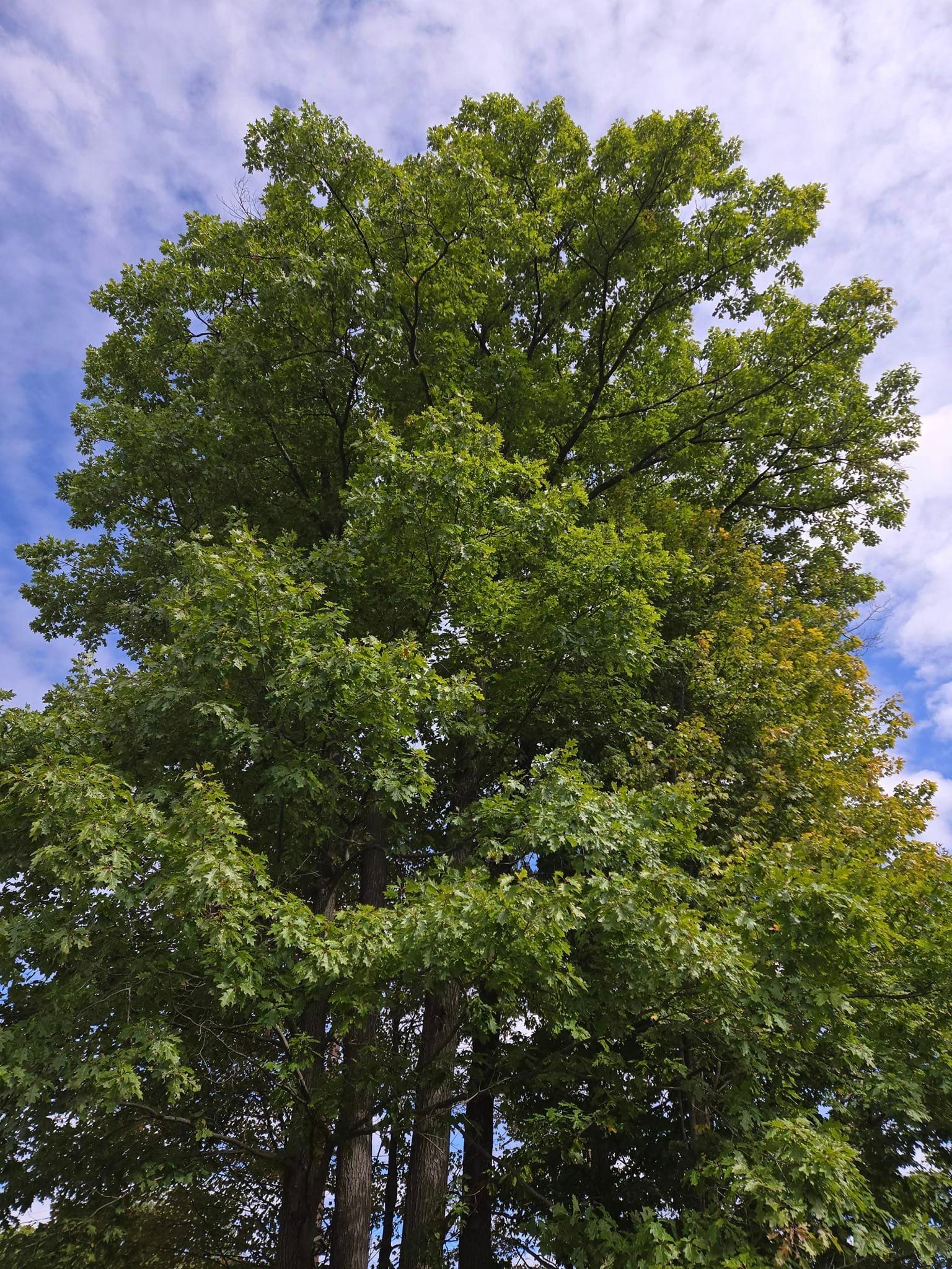 Tree care trends and innovations in Wausau arboriculture