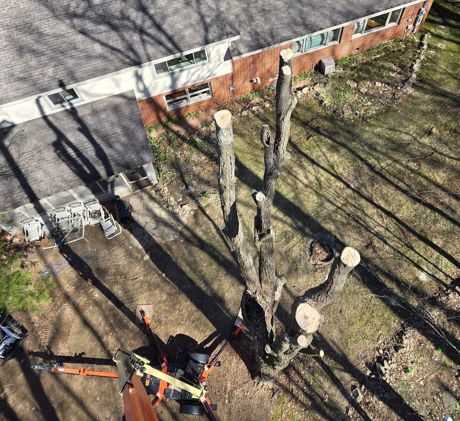 Tree removal service in Mosinee WI