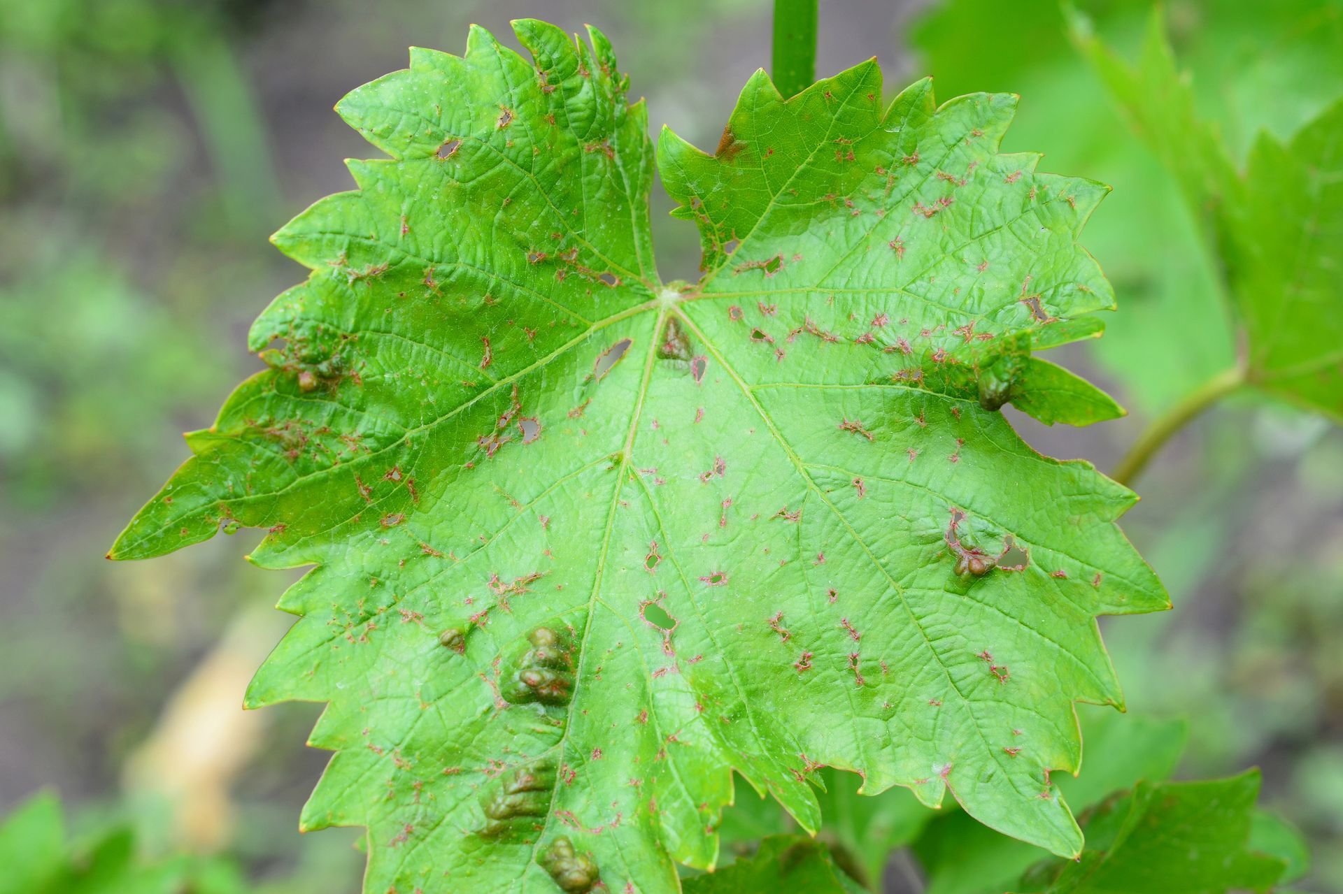 Anthracnose damage on tree leaves in Wisconsin
