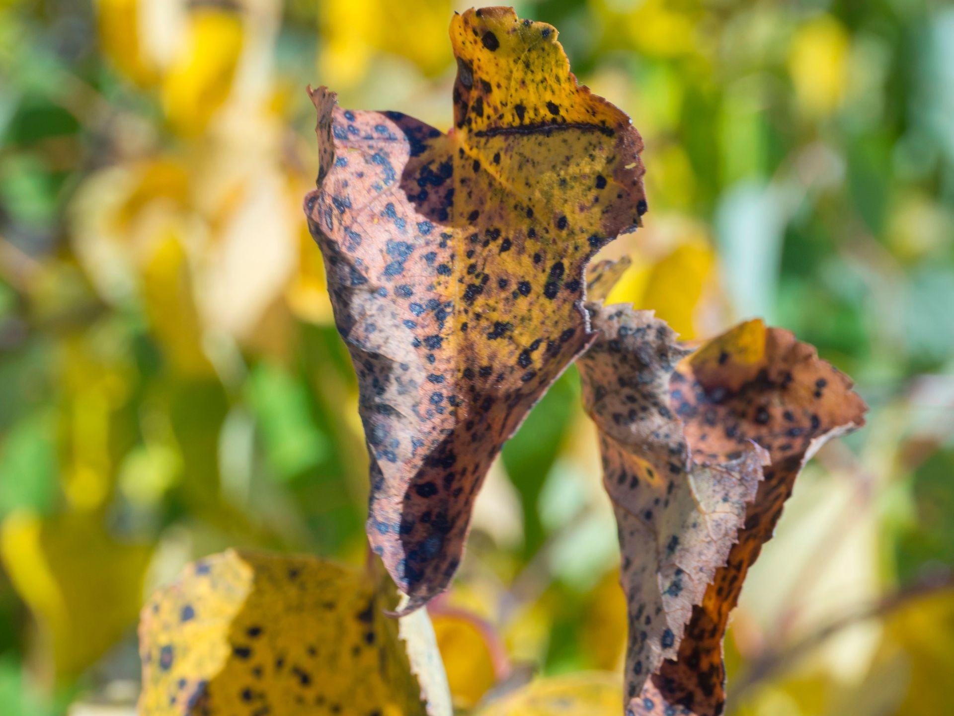 Apple scab damage on crabapple leaves and fruit