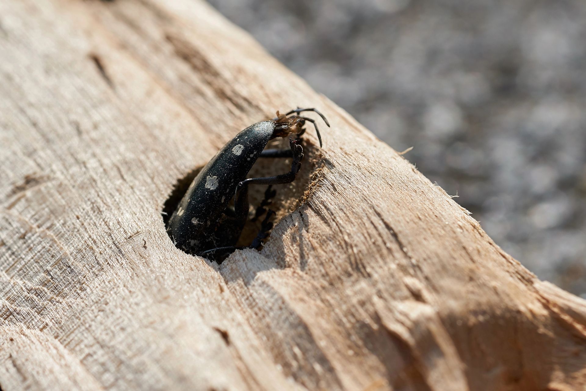 Asian longhorned beetle damage on a hardwood tree