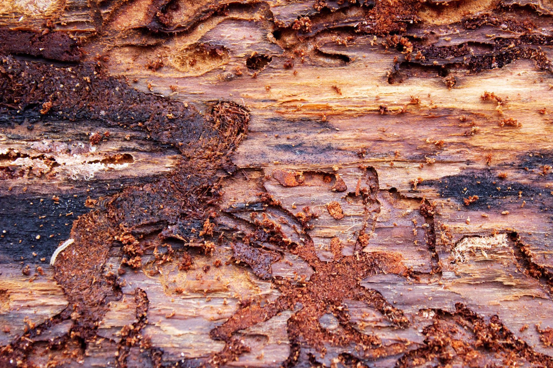 Pine bark beetle damage on a pine tree
