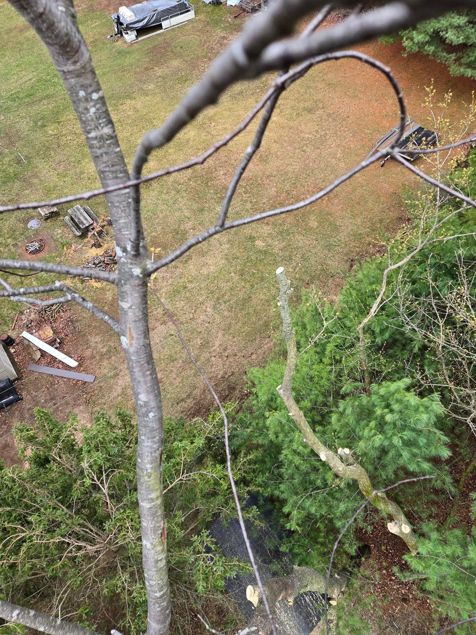 A person is cutting a tree with a chainsaw around powerlines and a shed below while it is raining
