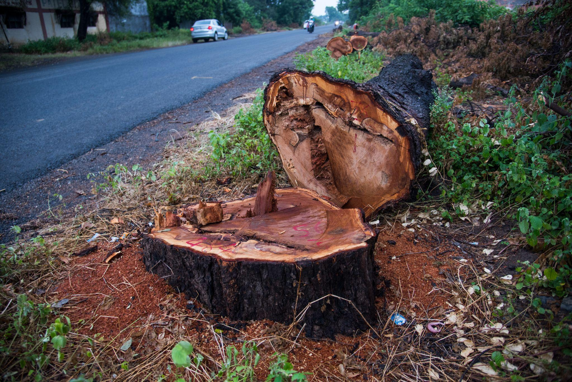 How stump grinding prevents future stump problems