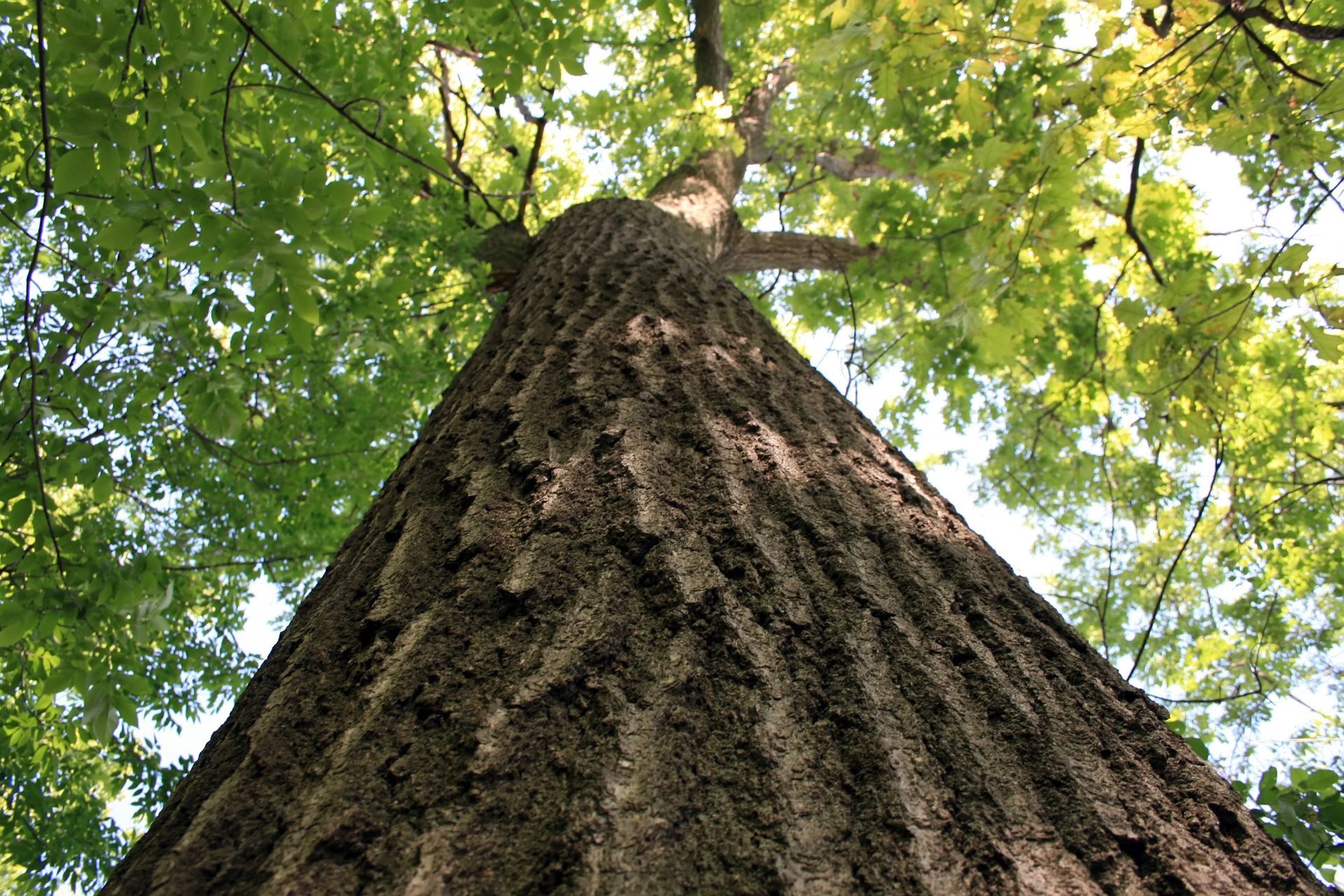 Tree trimming service in Wausau WI