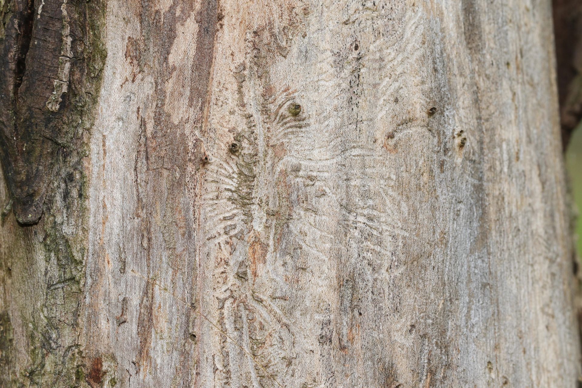 Dutch elm disease symptoms on an elm tree