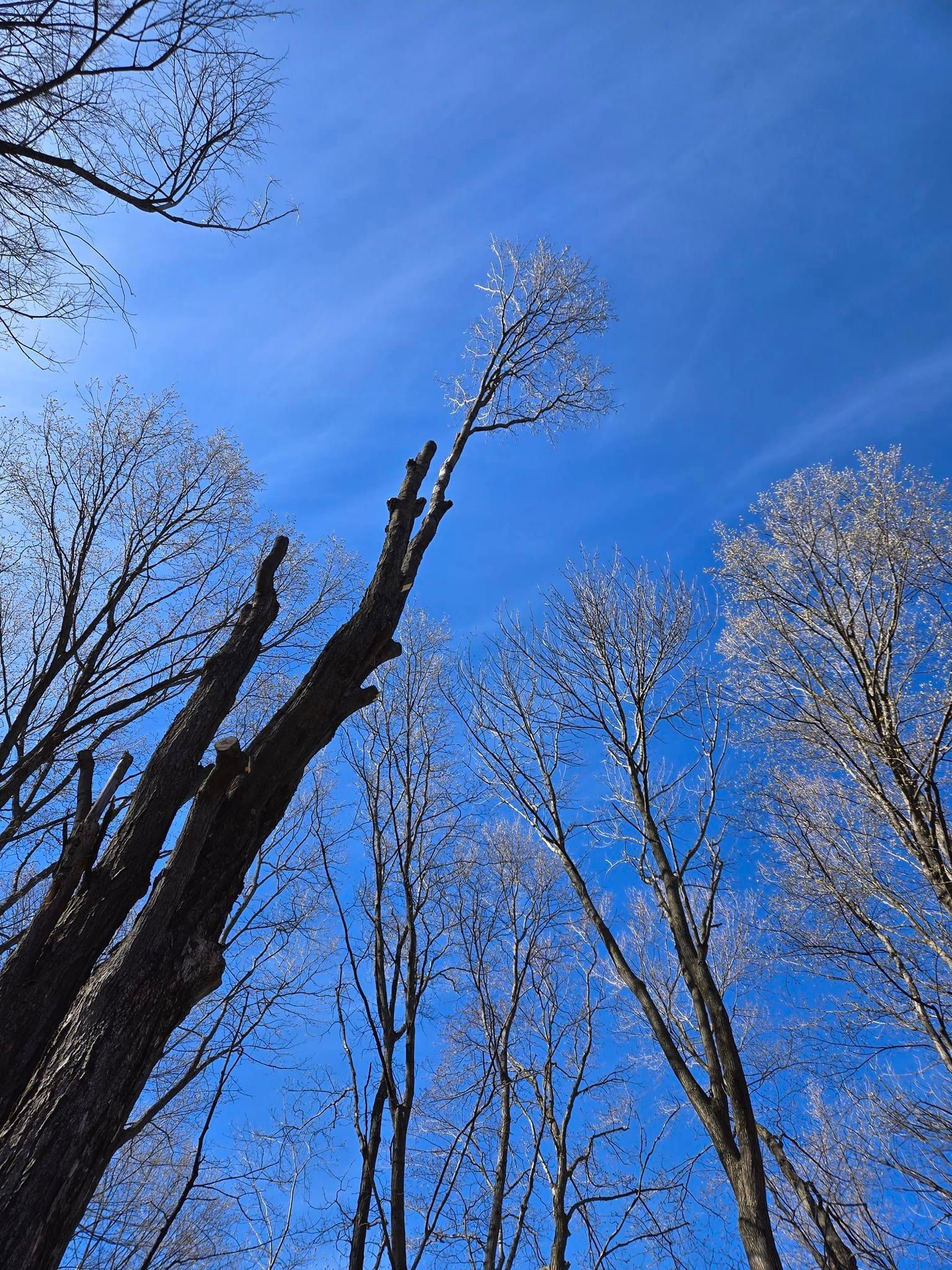 Storm damage tree cleanup in Wausau WI