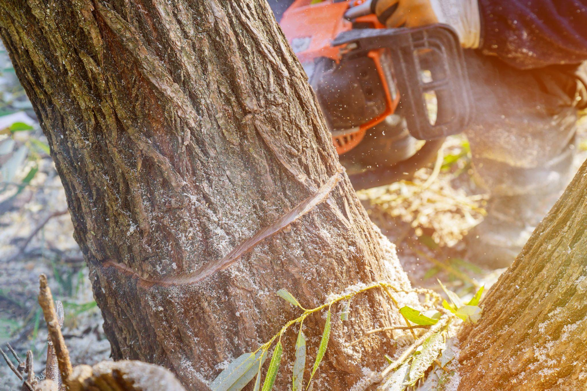 How much to trim a tree safely