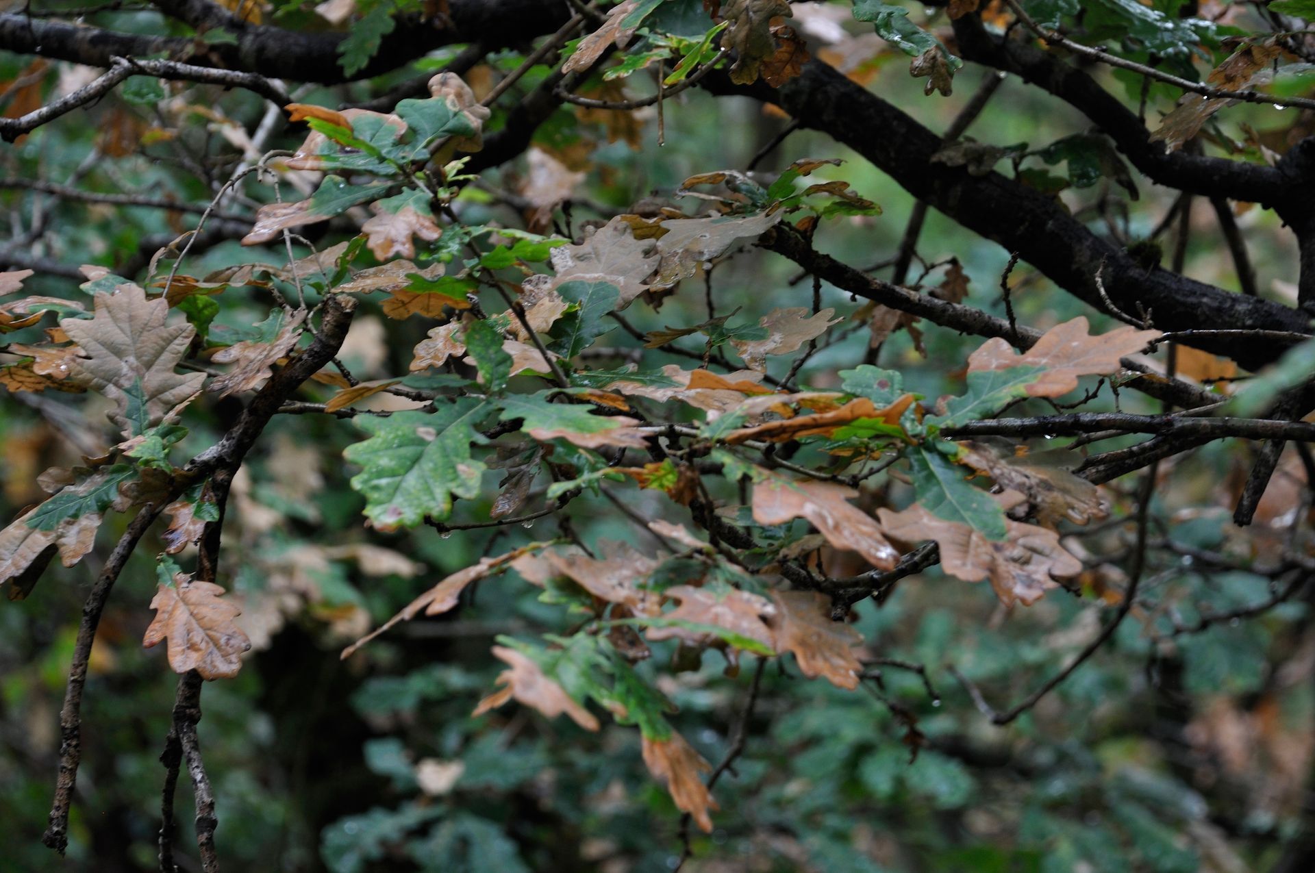 Oak wilt damage on tree leaves in Wisconsin