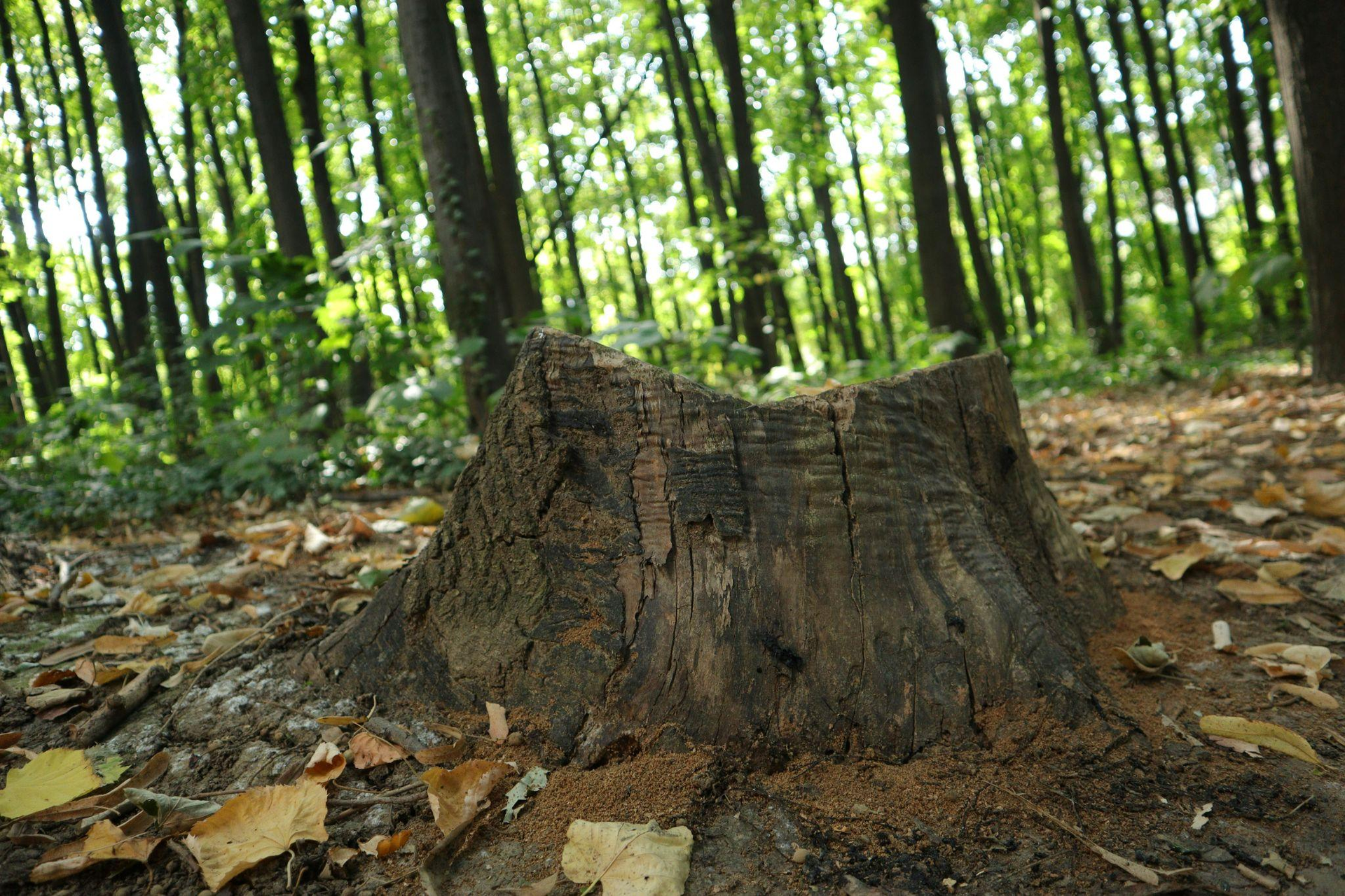 Stopping Lawn Mower Damage Caused by Underground Wood