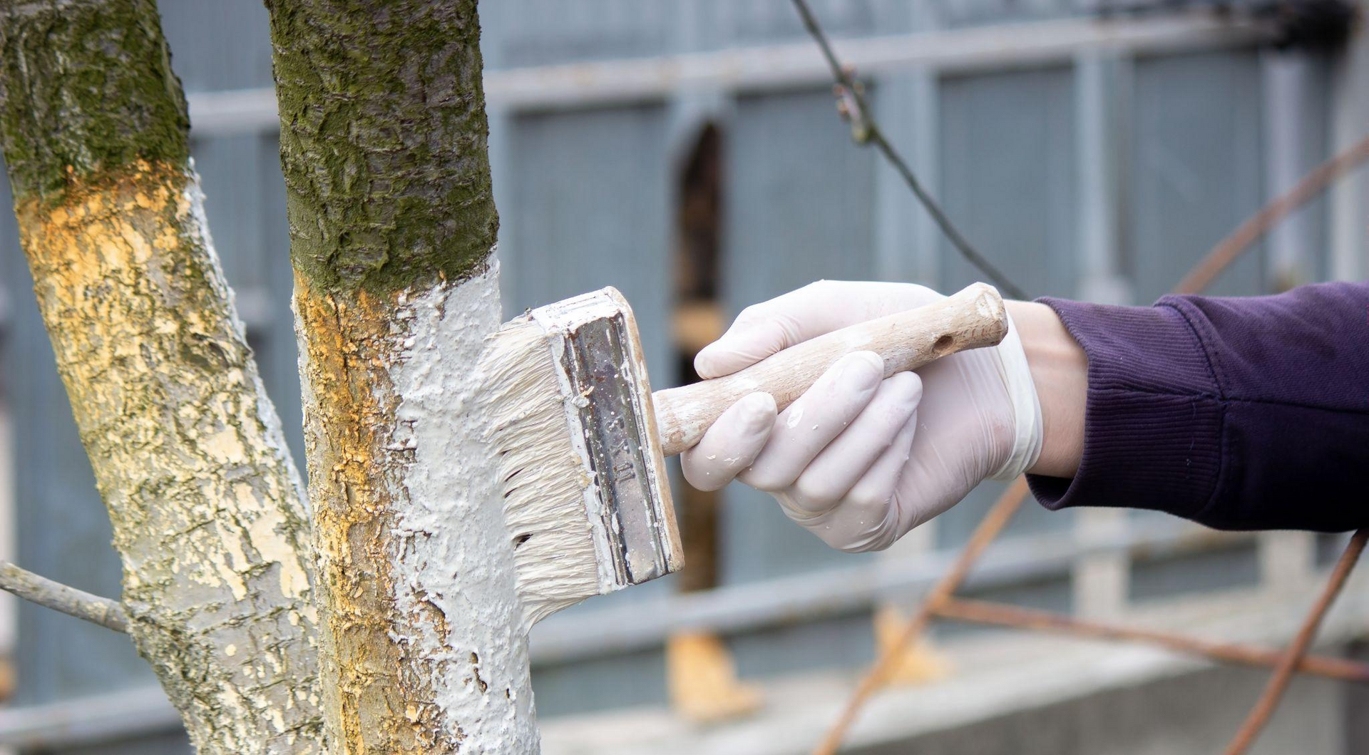 Tree Roots Cracking Driveways? Prevention and Removal Options