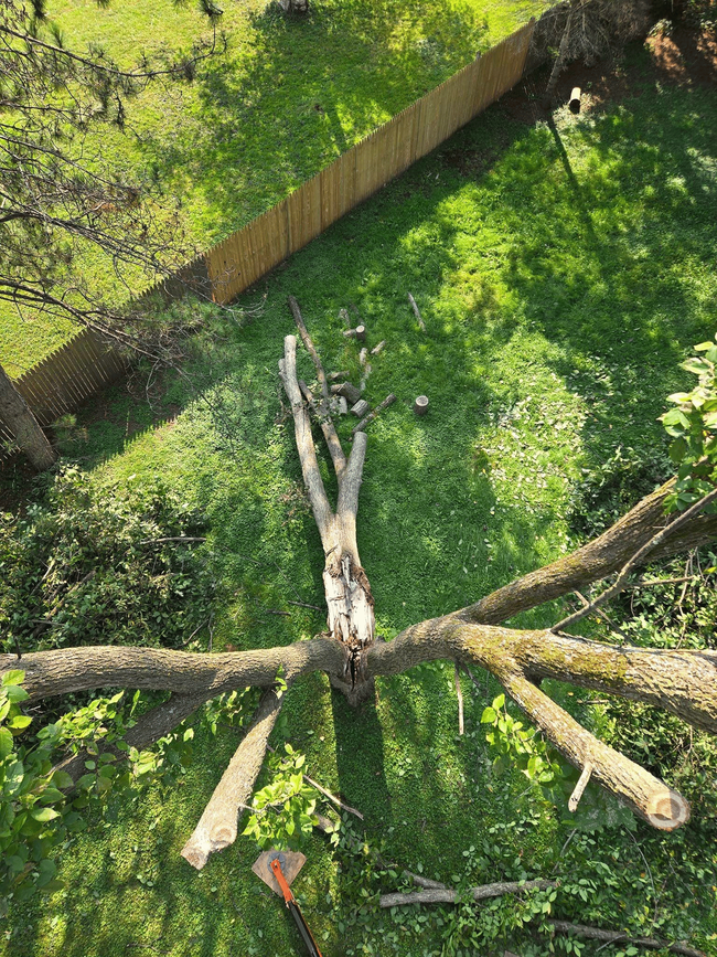 Split tree removal above backyard in Wausau WI