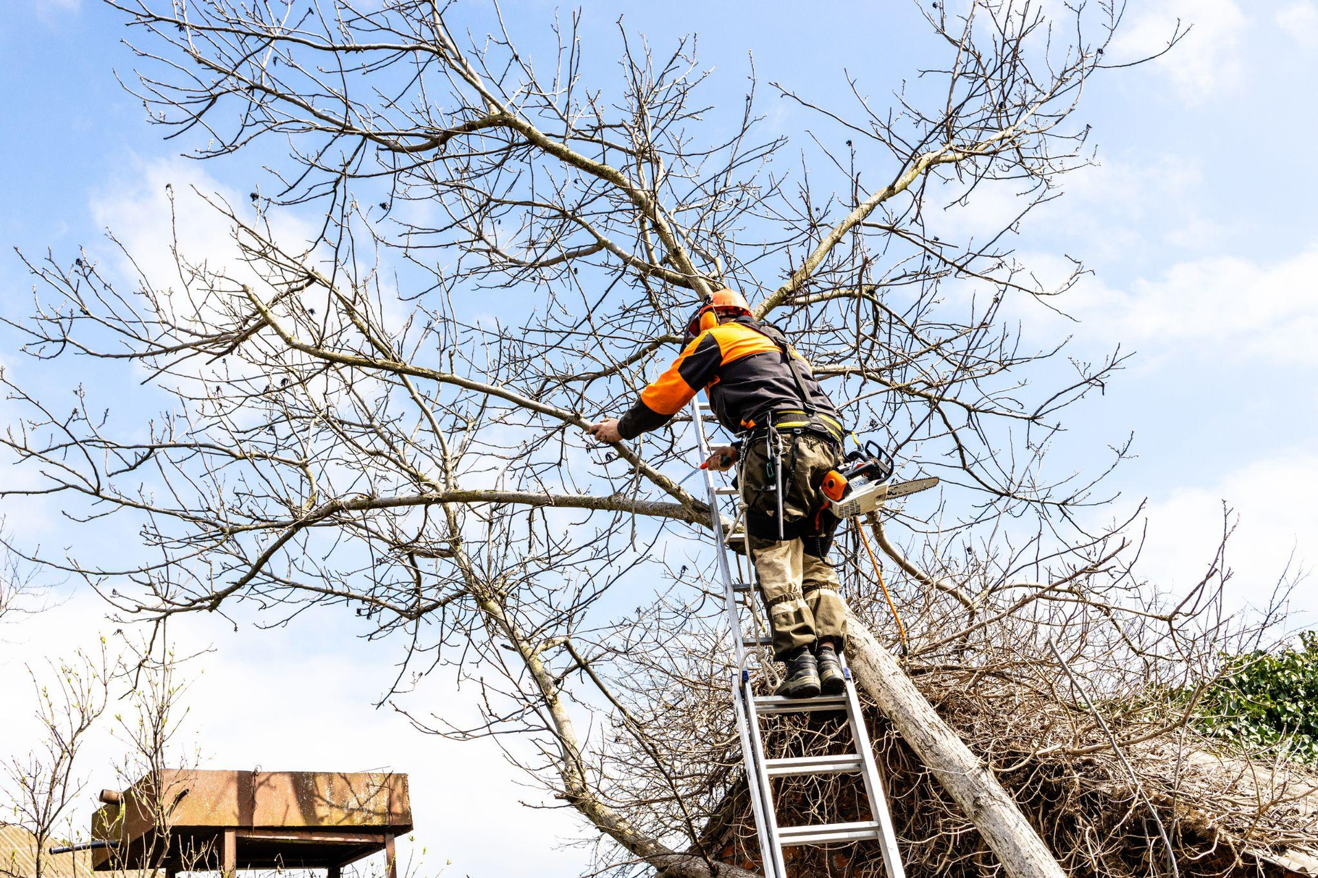 When to prune trees in Wausau WI