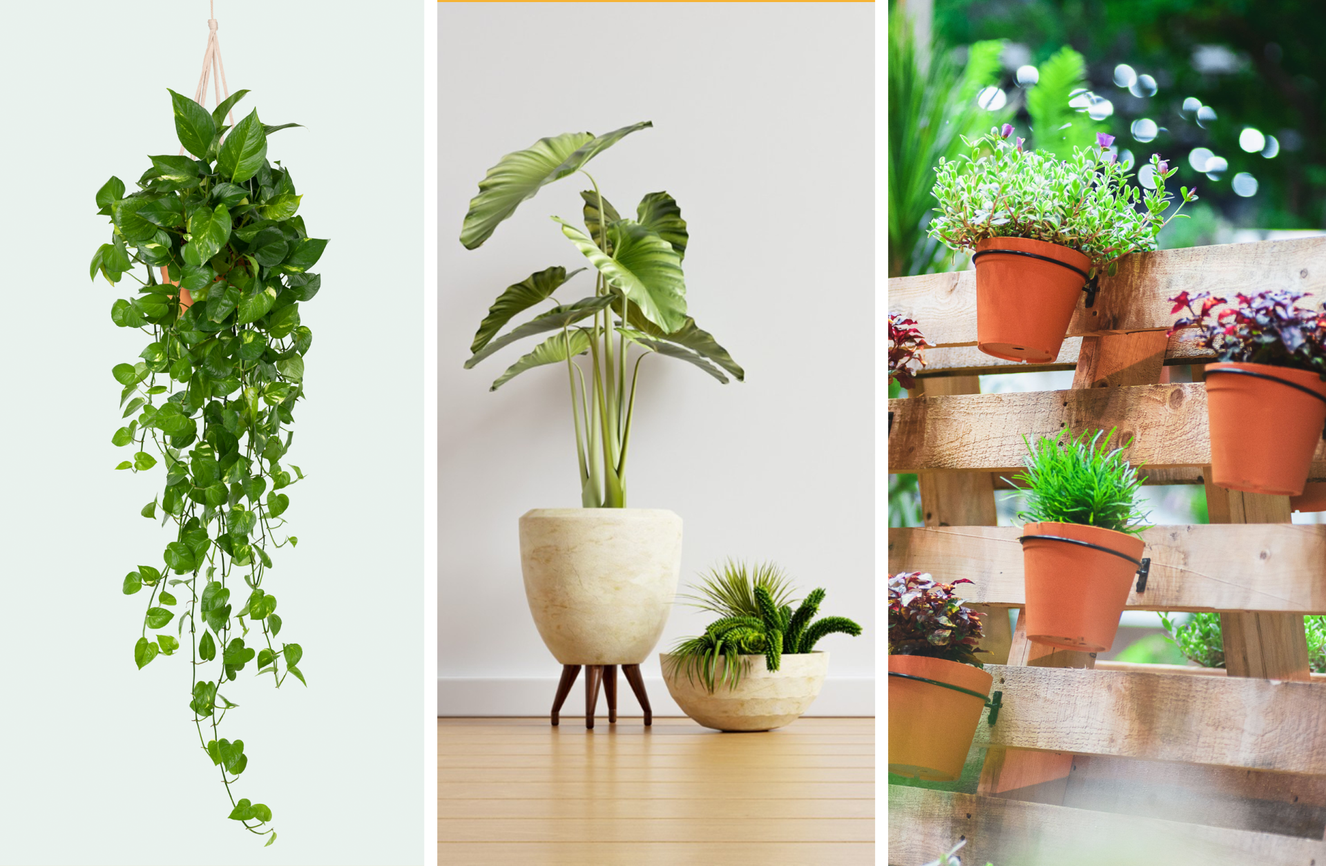 Uma colagem de três fotos de vasos de plantas e flores.