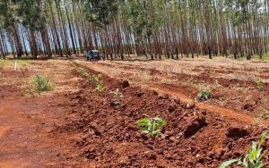 Um carro está dirigindo por uma estrada de terra em uma floresta.