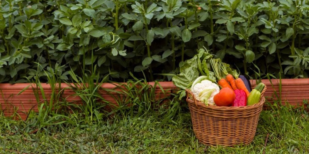Uma cesta cheia de vegetais está na grama.