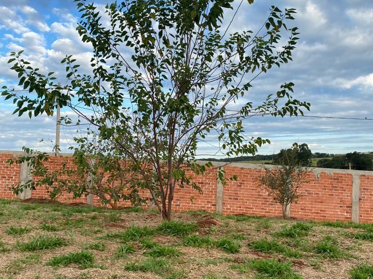 loteamento-em-condominio-fechado Uma árvore em um campo com uma parede de tijolos ao fundo