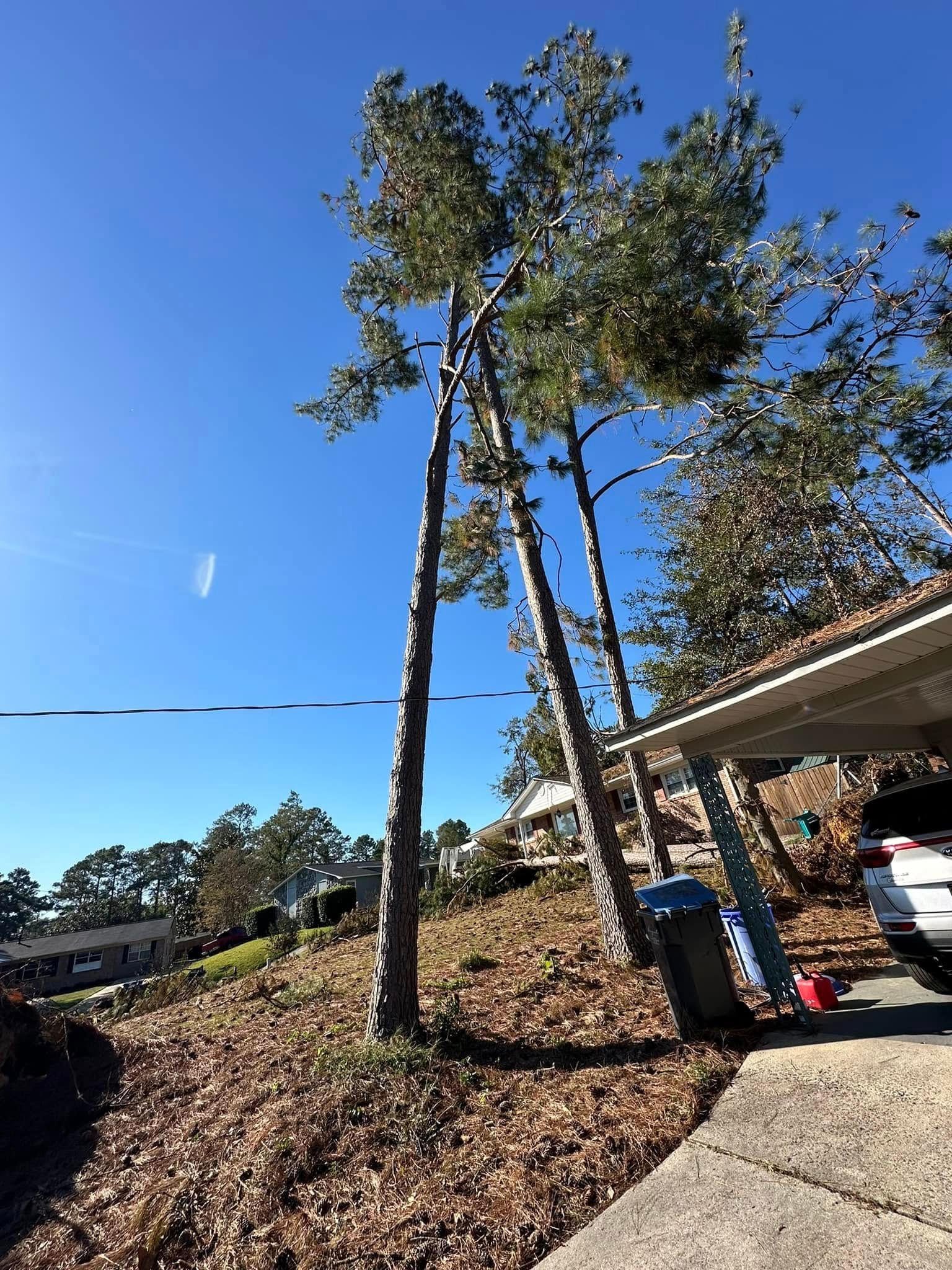 Tall trees next to a carport with a blue sky, leaves on the ground, and a trash can.