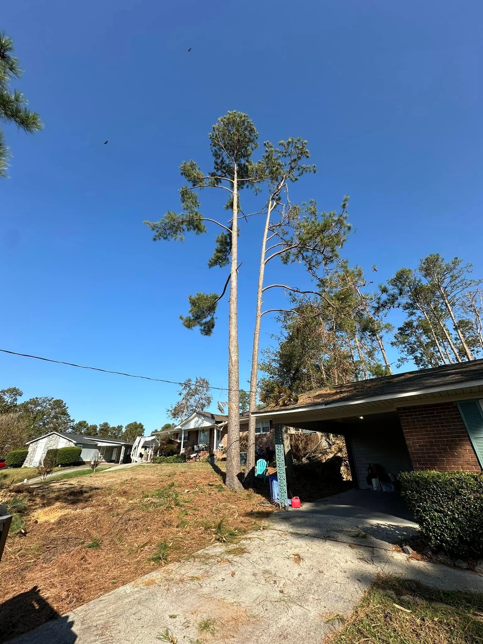 Tall trees next to a house with a carport on a sunny day.