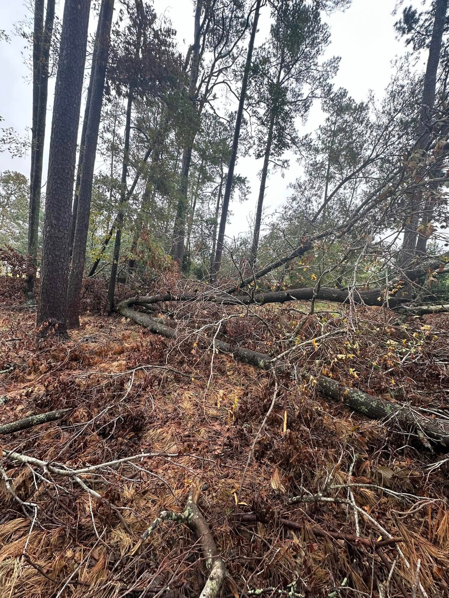 Forest floor covered in brown leaves and fallen branches, with tall trees in the background.