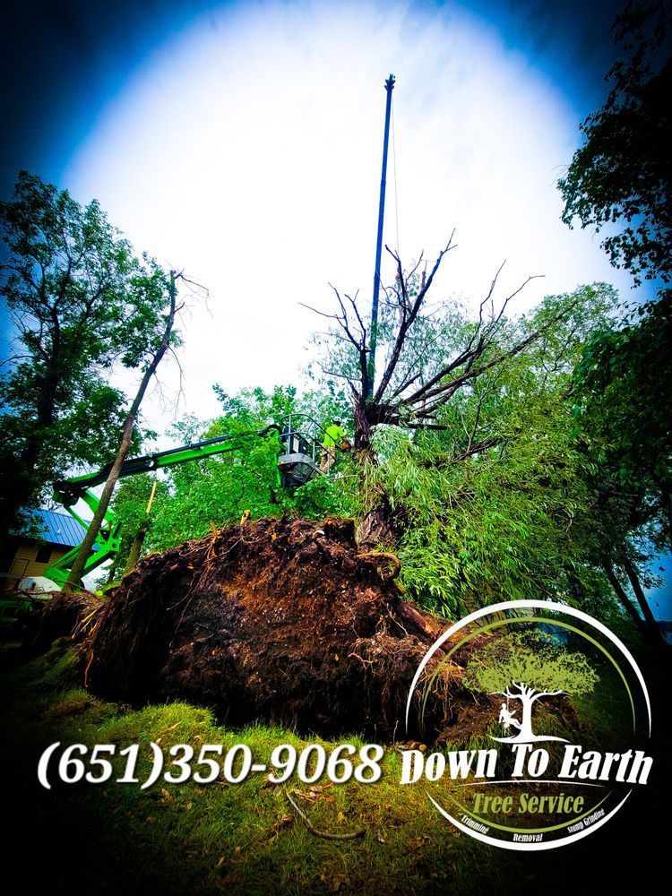 Tree being removed by Down To Earth Tree Service. Green crane, brown roots, green grass, cloudy sky, phone number in bottom corner.
