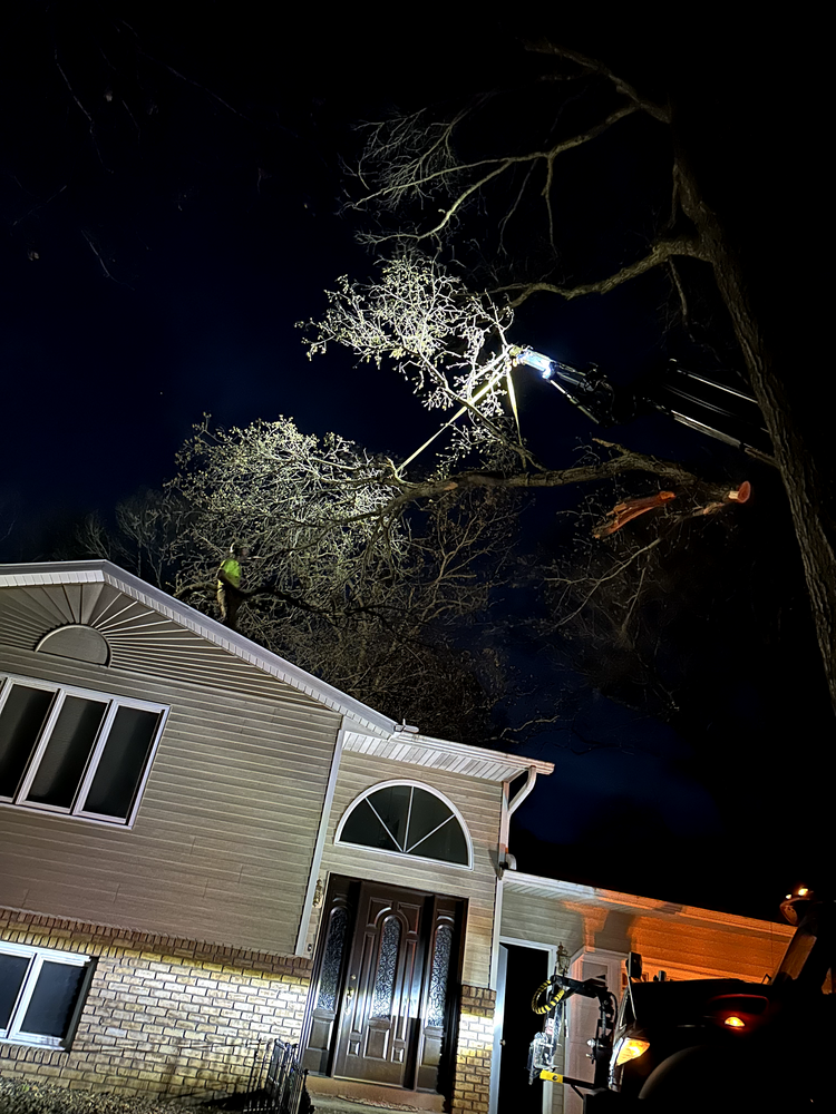 Tree being trimmed at night near a house, illuminated by bright lights.