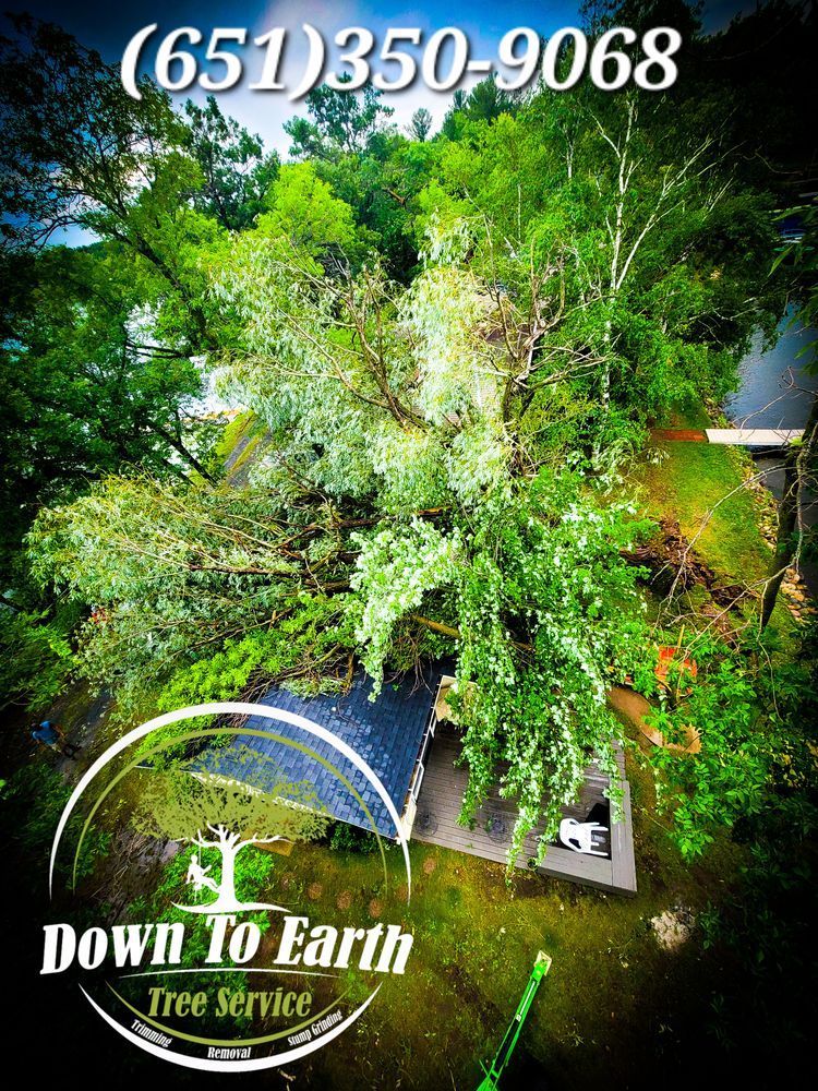 Tree Services Image