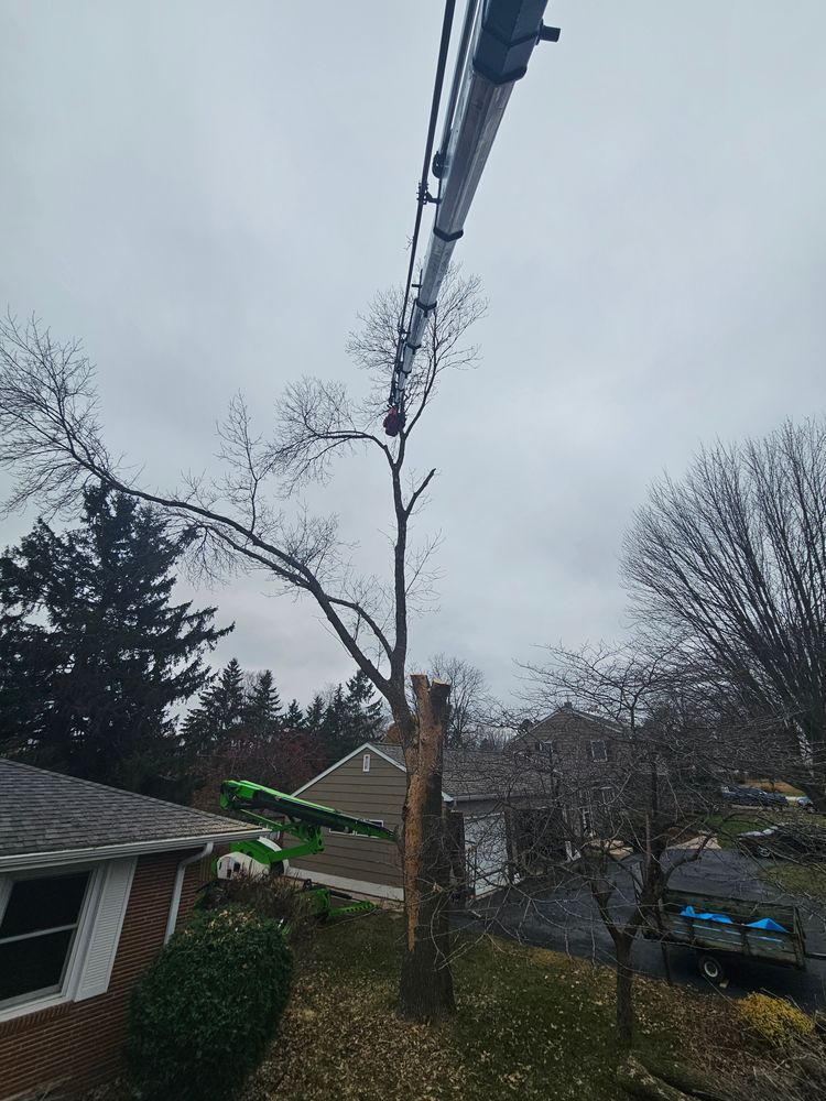 Tree being trimmed by a crane on a cloudy day, near a house with green bushes.