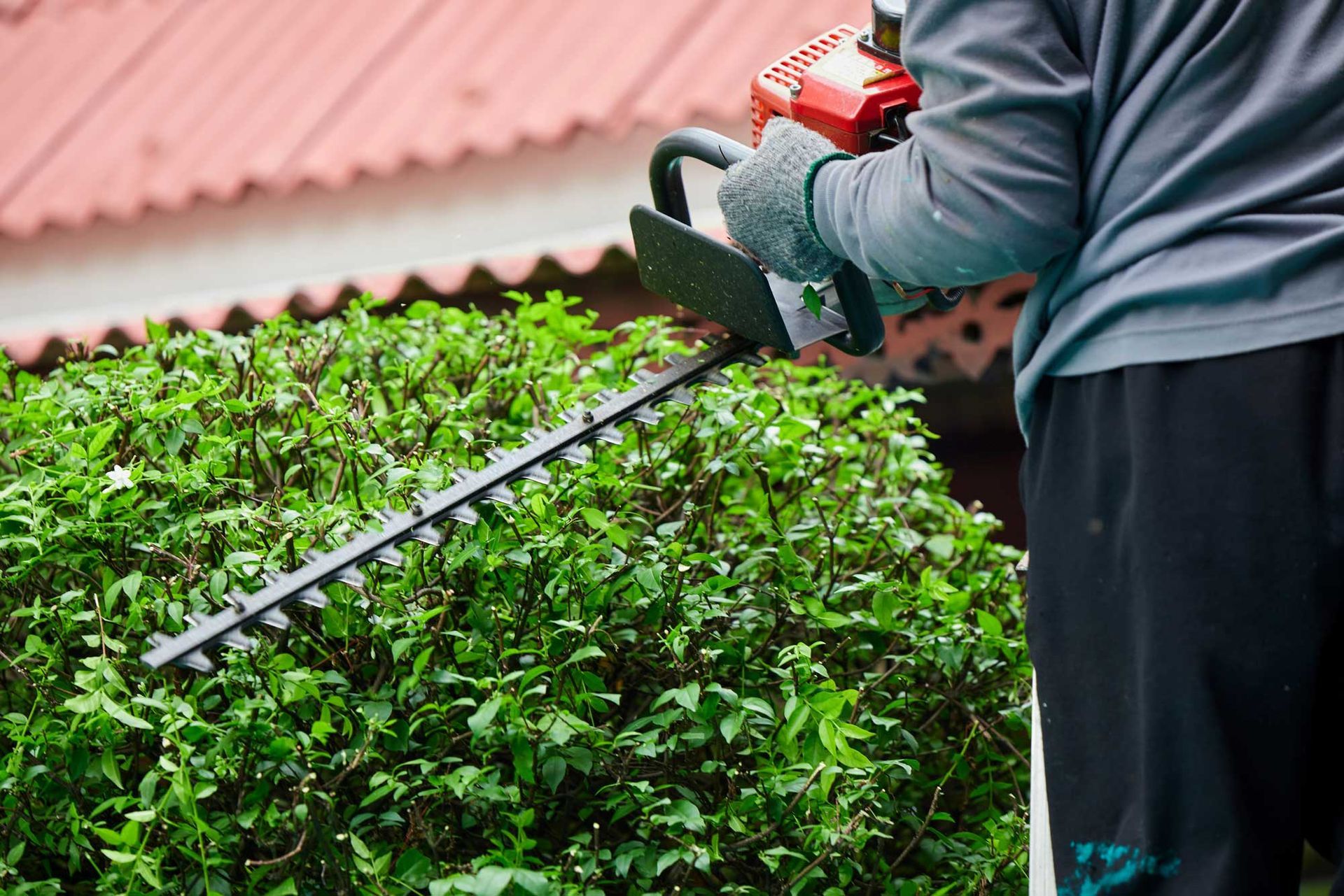 A man trimming trees with a hedge trimmer in a commercial garden for commercial tree services.