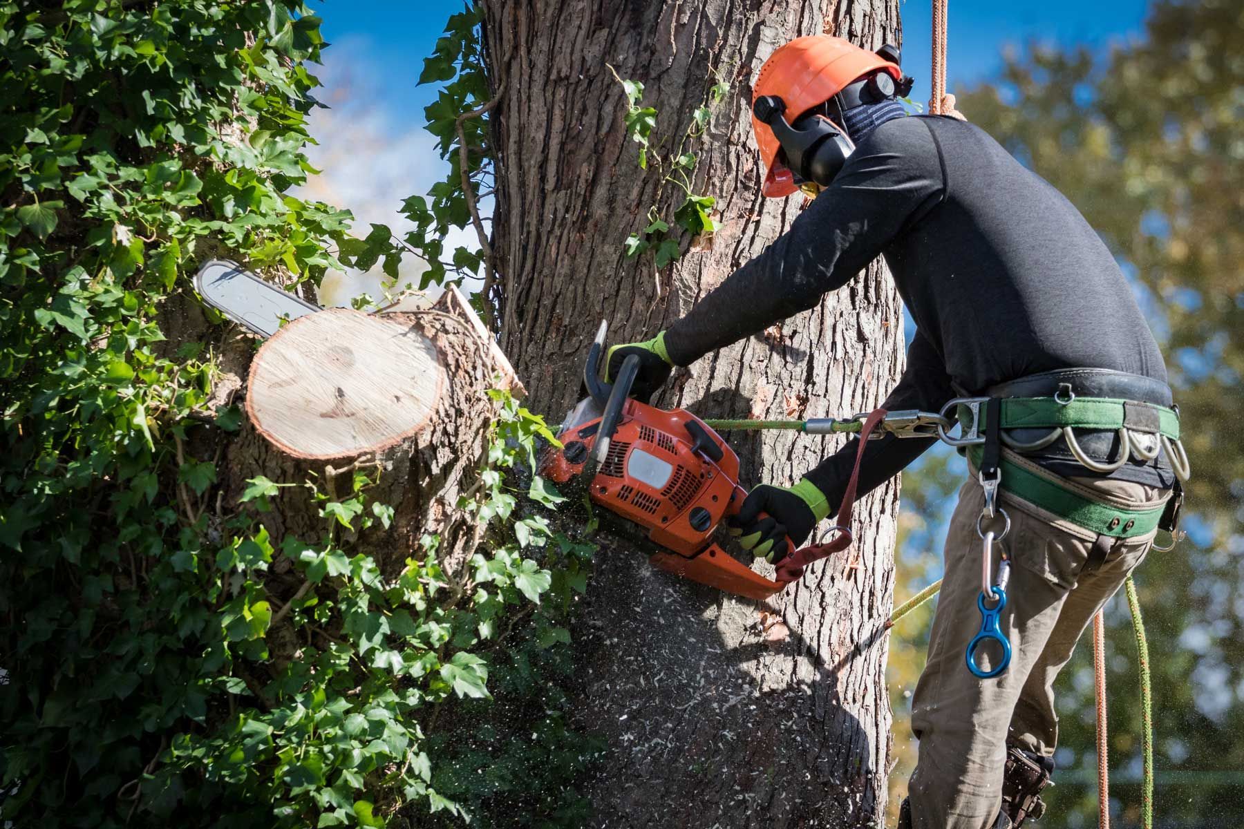 Arborist in safety gear, using a chainsaw to cut a tree branch. Outdoors, sunlight.