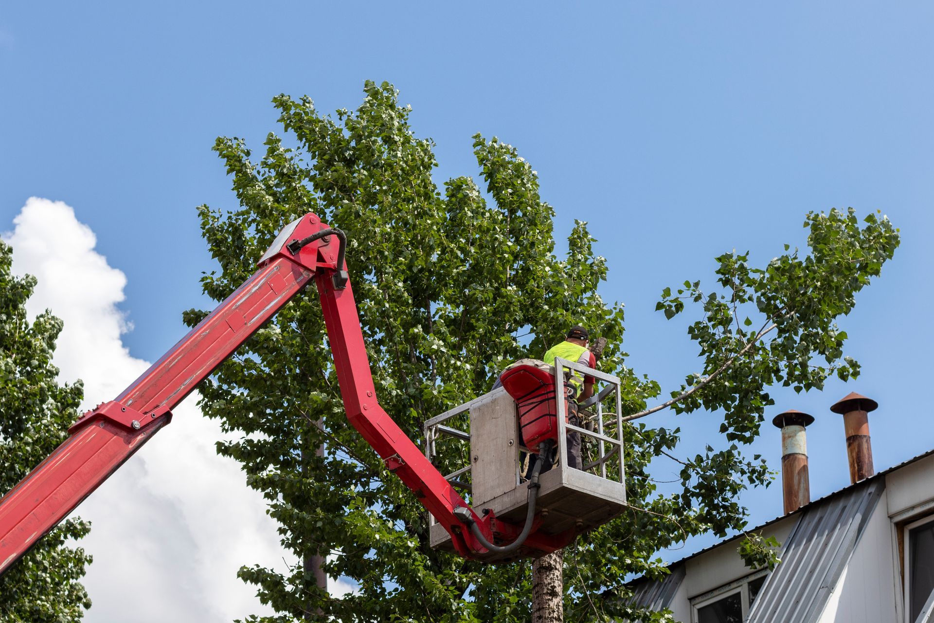 Professional arborist performing tree removal service, cutting tree trunks safely on site. Professional arborist performing tree removal service, cutting tree trunks safely on site.