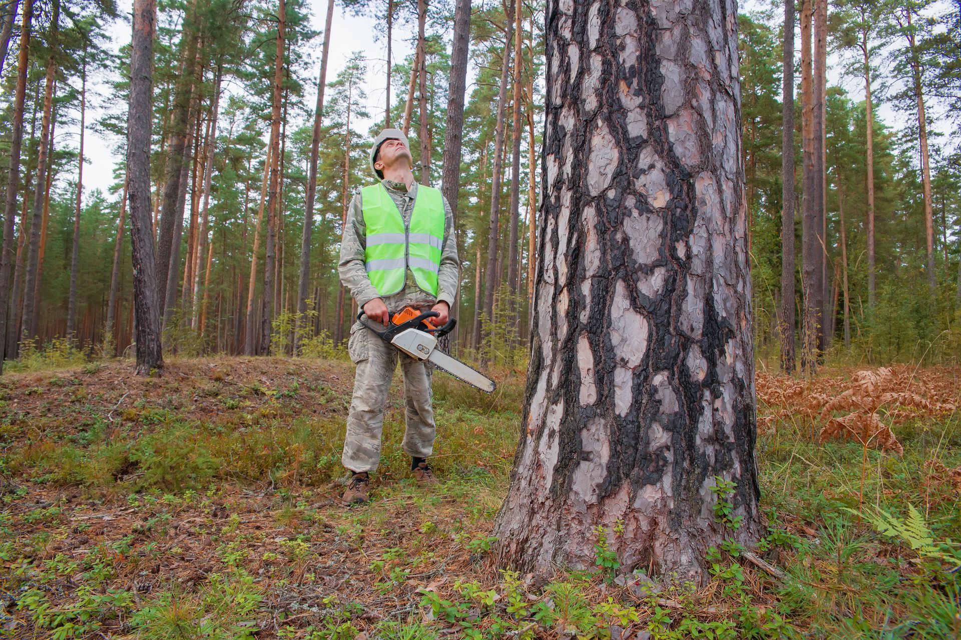 A tree trimmer is using a chainsaw and gear to cut down a large tree. A tree trimmer is using a chainsaw and gear to cut down a large tree.