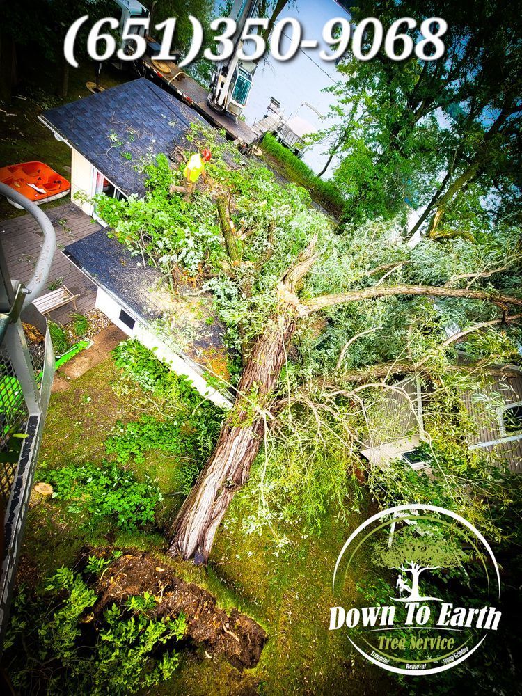 A large tree has fallen on a house, causing damage. Down to Earth Tree Service's number is (651)350-9068.