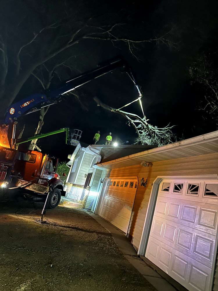 Nighttime Tree Removal Operation