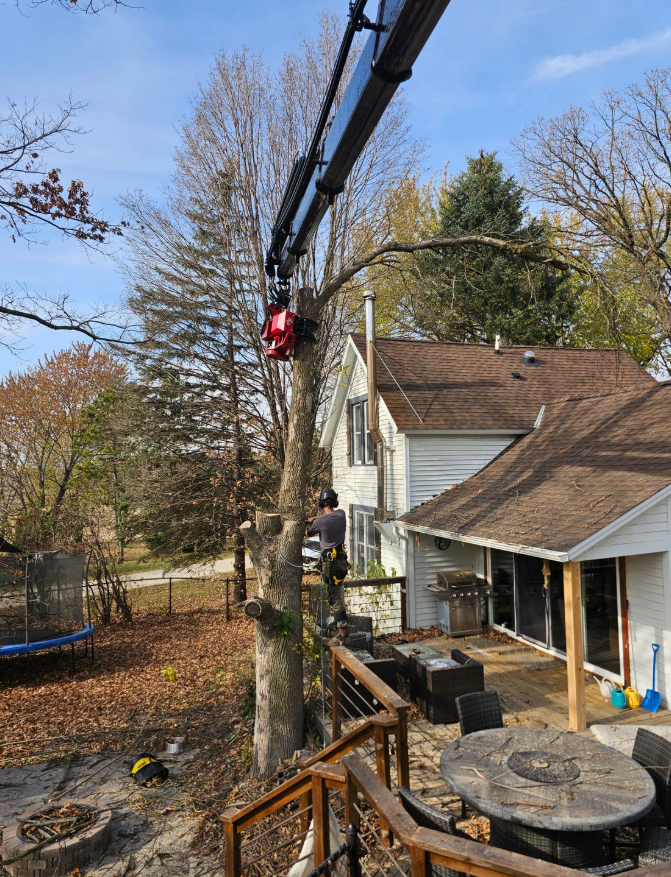 Tree being trimmed near a house with a crane. A worker is secured to the tree, autumn leaves on the ground.