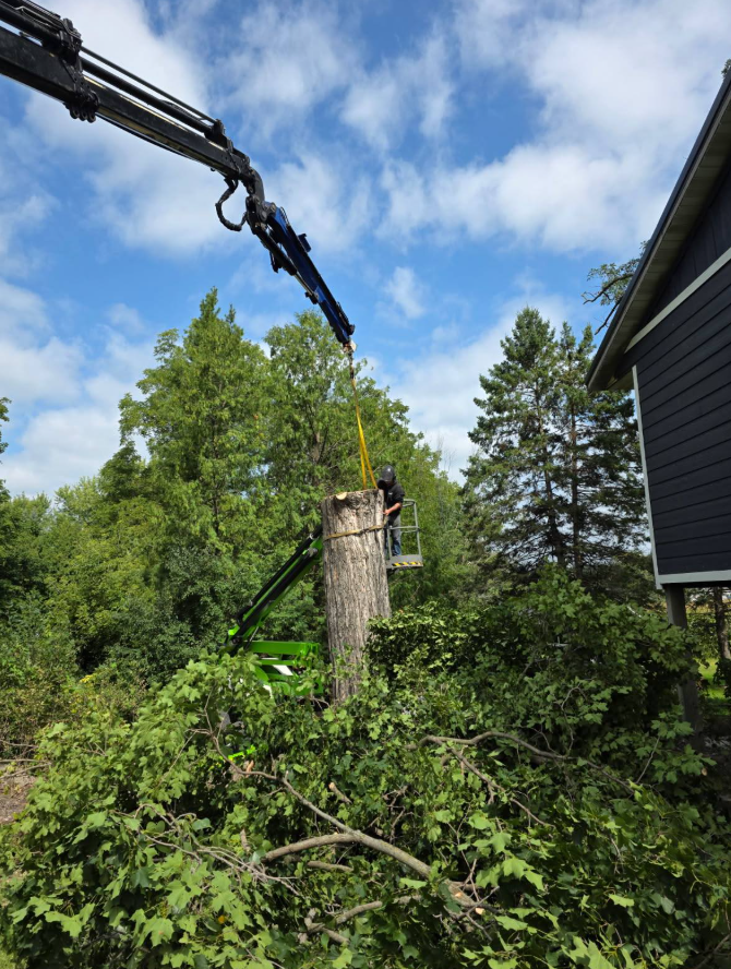 A crane lifts a tree stump near a house. Branches and debris are scattered on the ground.