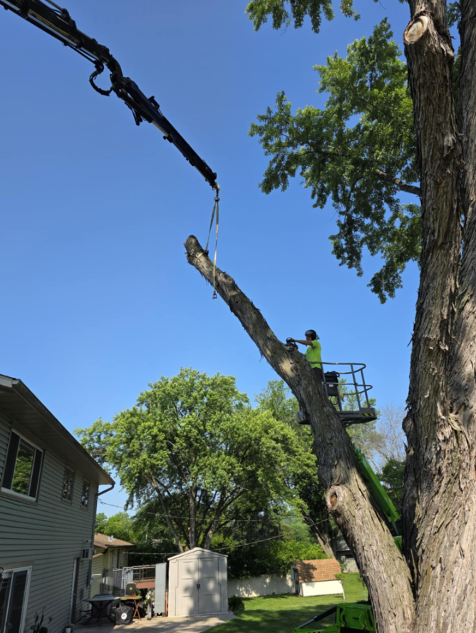 A crane removing a tree branch, worker in lift, near a house on a sunny day.