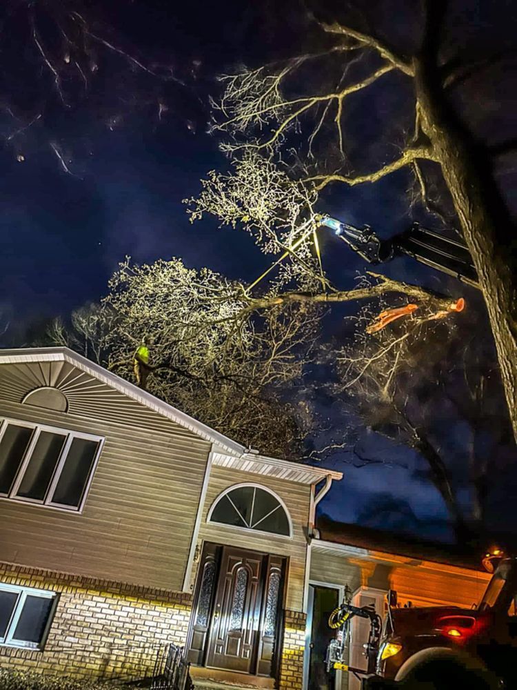 Firefighters illuminate a tree next to a house at night. A firetruck is visible, and the sky is dark.