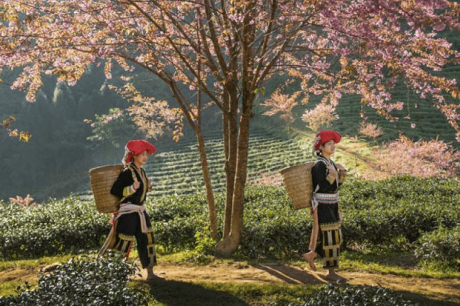 Sapa Weather February