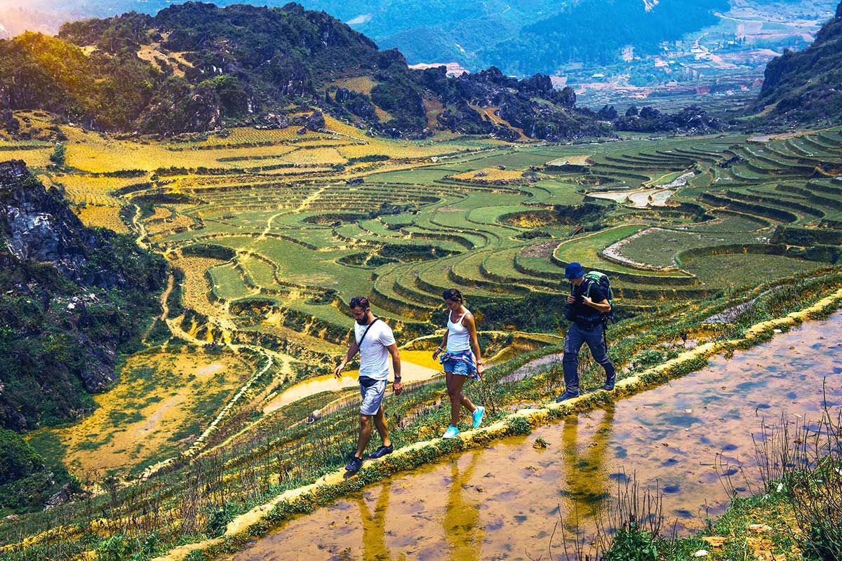 Local guide leading guests across Sapa rice terraces in Muong Hoa Valley