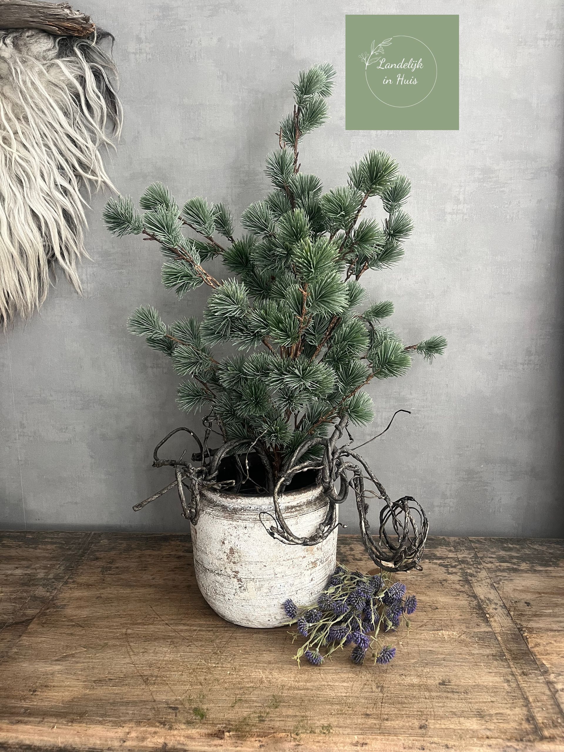 Cedar pine boompje (Emerald)