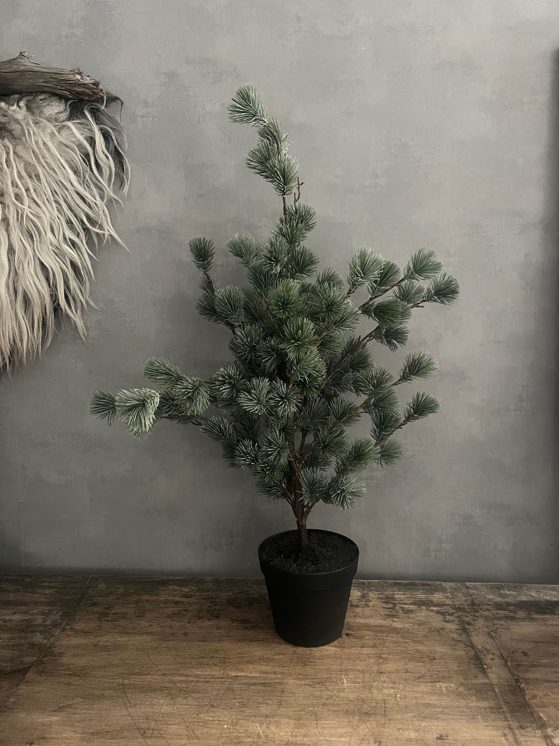 Cedar pine boompje (Emerald)