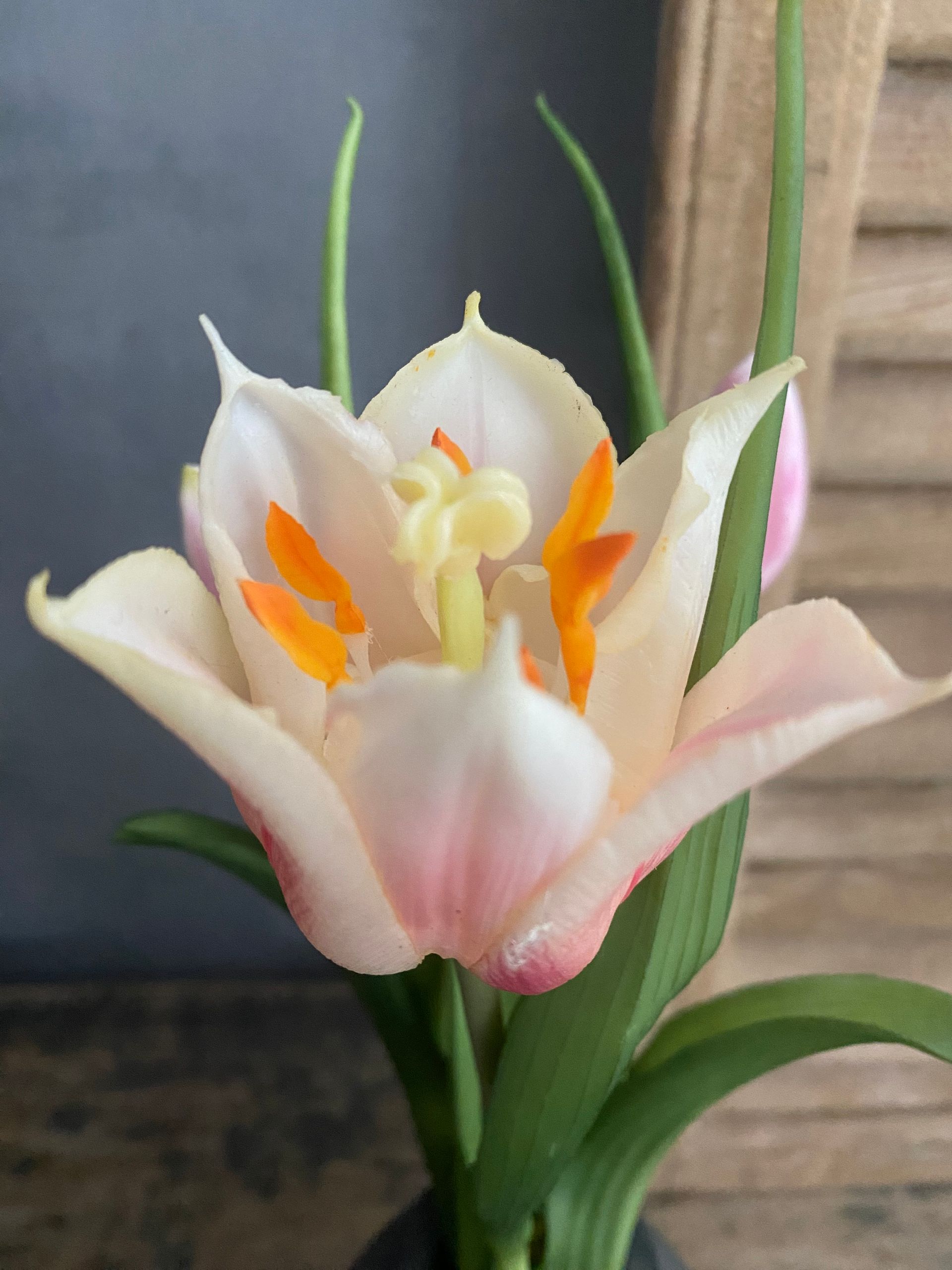 Landelijk in Huis | Tulp