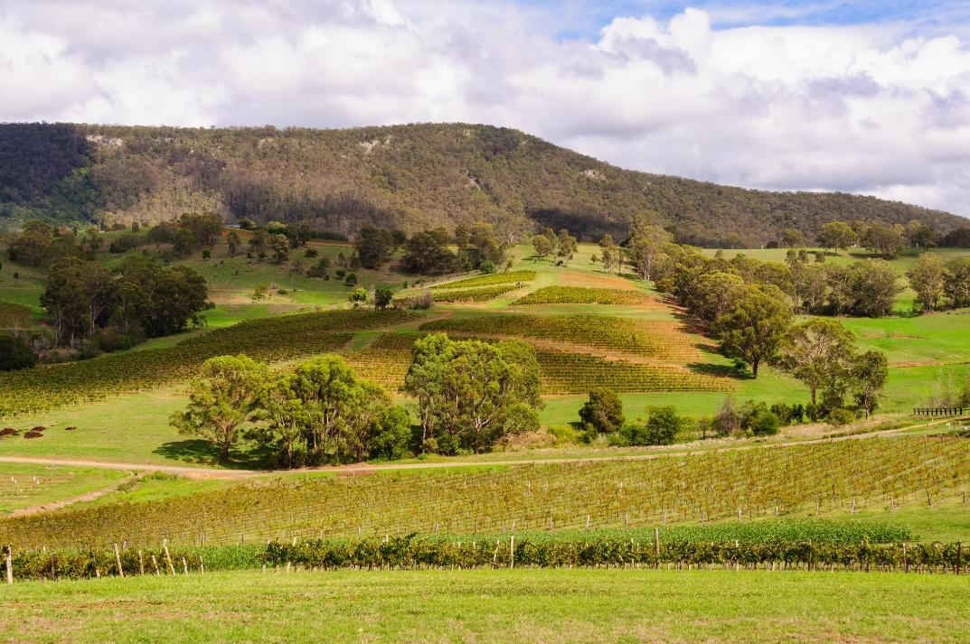 A Lush Green Field With Trees and a Mountain in the Background — Coastal Kerb and Concrete In Hunter Valley, NSW