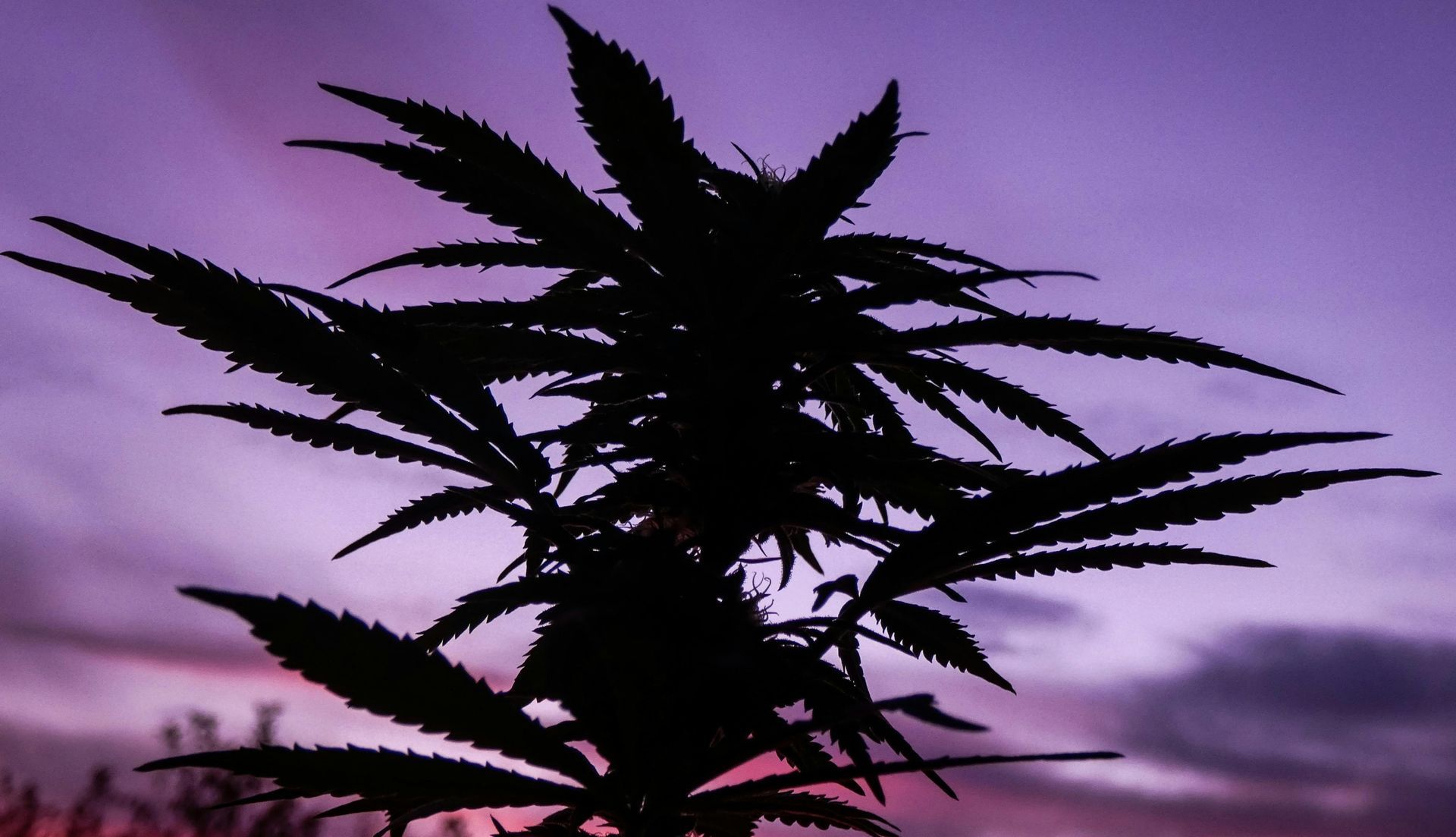 Silhouette of cannabis plant against a purple and orange sunset sky.